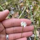 Image of Schoenolaena juncea Bunge