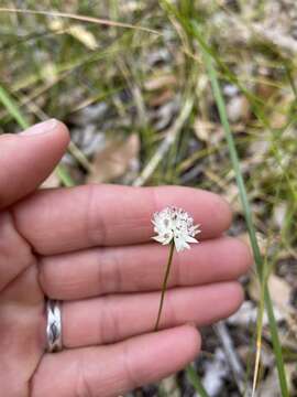 Image of Schoenolaena juncea Bunge