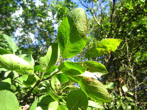 صورة Tranzschelia pruni-spinosae (Pers.) Dietel 1922