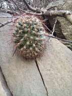 Imagem de Mammillaria mainiae K. Brandegee