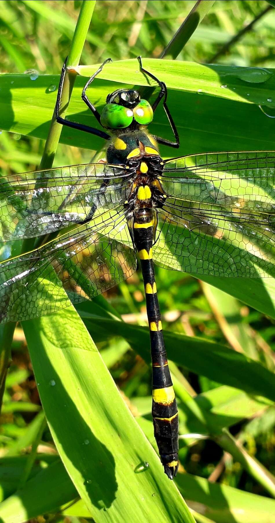 Image of Epophthalmia elegans (Brauer 1865)