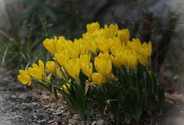 Image of winter daffodil