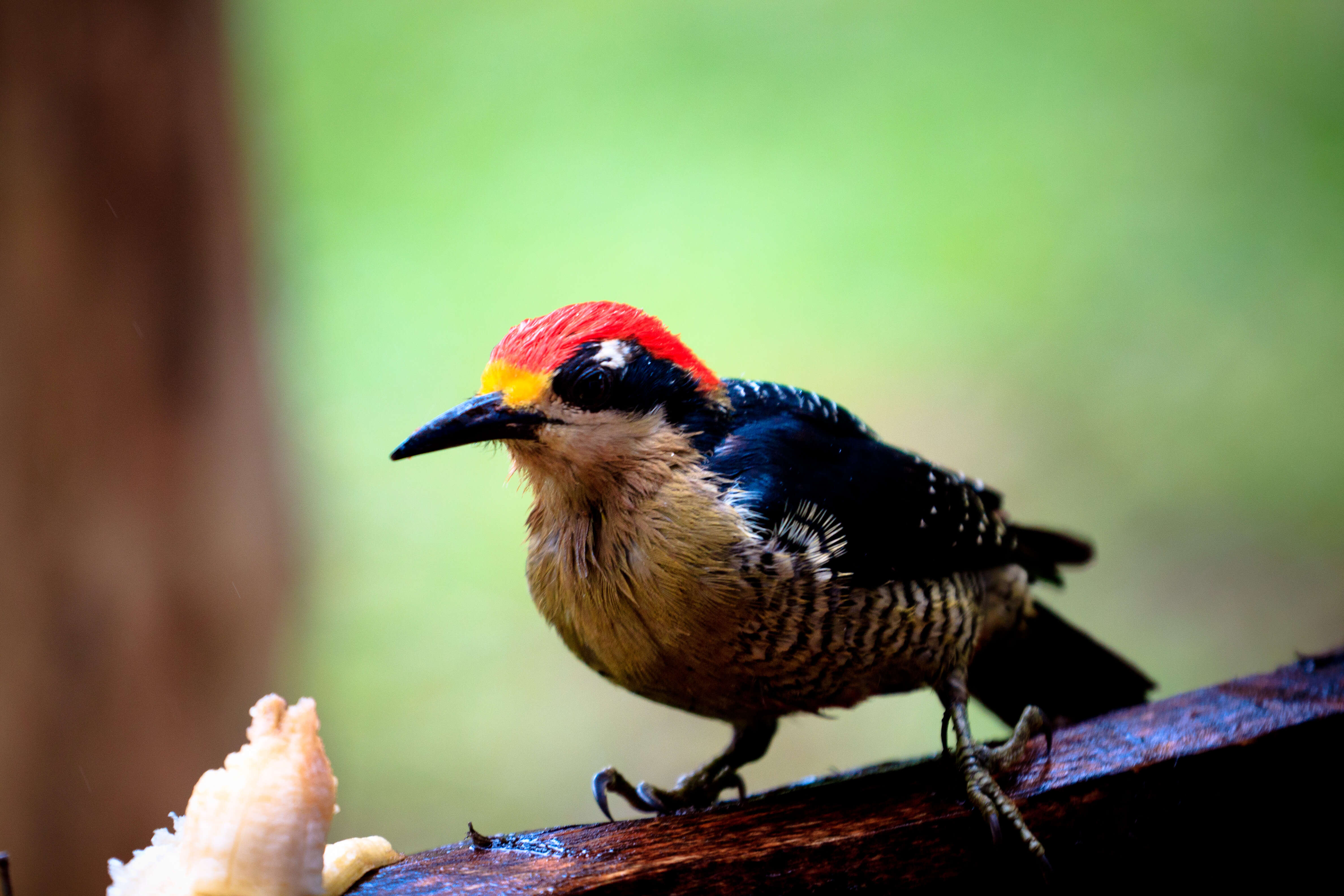 Image de Melanerpes Swainson 1832