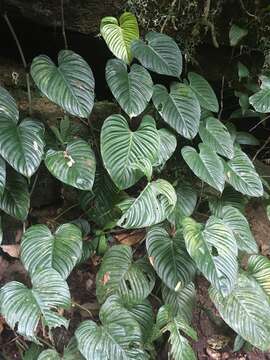 Image of philodendron