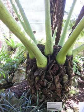 Image of angiopteris fern