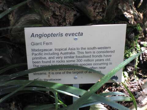 Plancia ëd Angiopteris