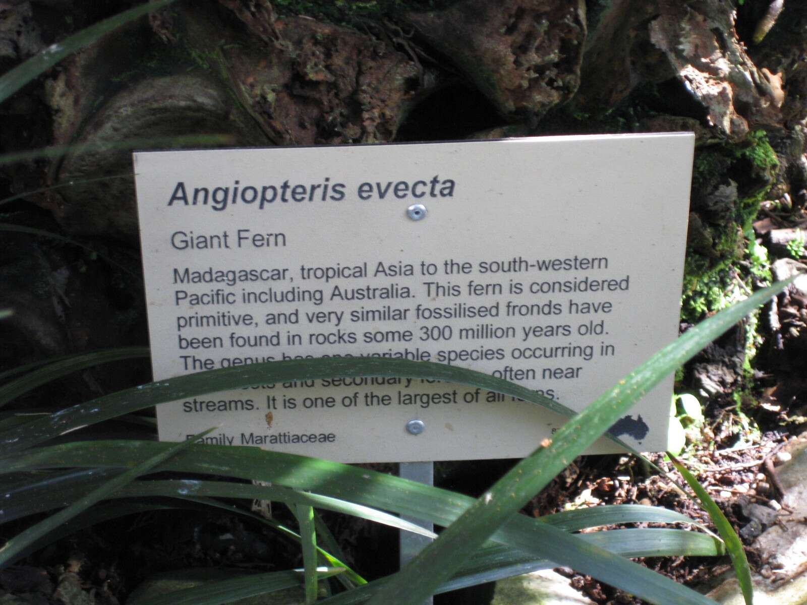 Image of angiopteris fern