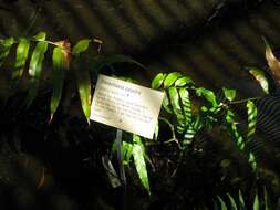 Image of swamp vine fern