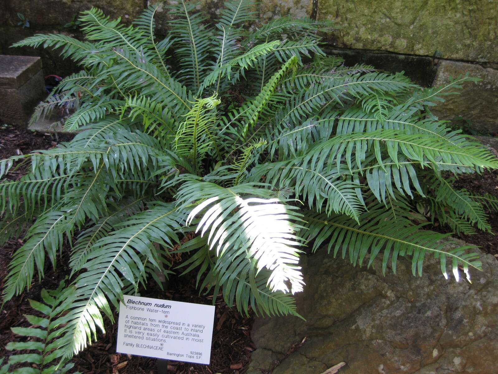 Image of Lomaria nuda (Labill.) Willd.