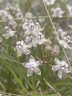 Image of Asclepias cucullata (Schltr.) Schltr.