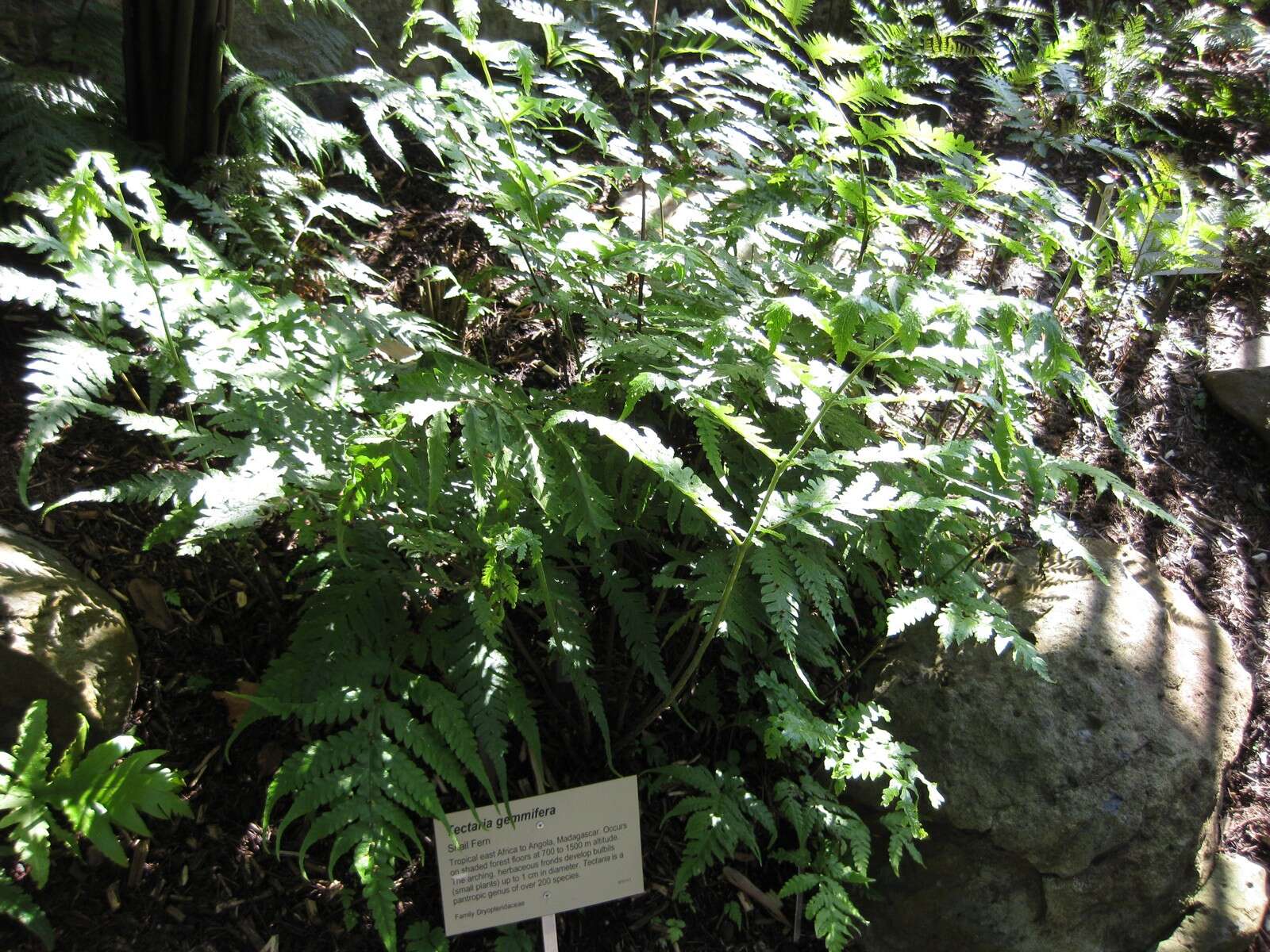 Image of Tectaria gemmifera (Fée) Alston