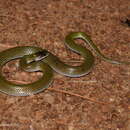 Image of Twin-spotted Wolf Snake