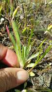 Plancia ëd Agoseris heterophylla (Nutt.) Greene