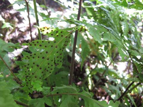 Image of Tectaria gemmifera (Fée) Alston