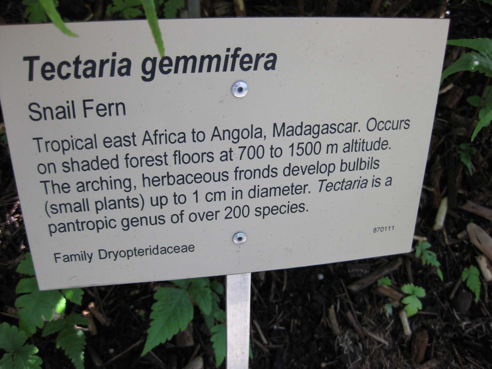 Image of Tectaria gemmifera (Fée) Alston
