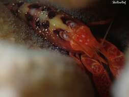 Image of coral snapping shrimp