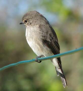 Image of Muscicapa adusta adusta (Boie & F 1828)