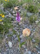 Image de Dactylorhiza maculata subsp. maculata