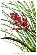 Image de Tillandsia fasciculata Sw.