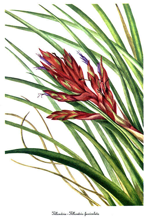 Image de Tillandsia fasciculata Sw.