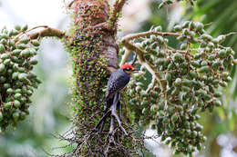 Image de Melanerpes Swainson 1832