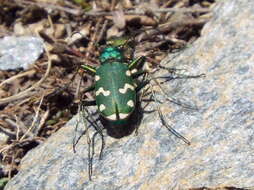 Image of Cicindela (Cicindela) gallica Brullé 1834