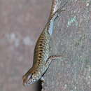 Image of Rainforest Water-skink