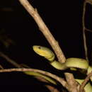 Image of White-lipped island pitviper