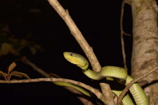 Image de Trimeresurus insularis Kramer 1977