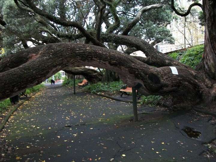 Image of Pohutukawa