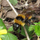 Image of Bombus tucumanus Vachal 1904