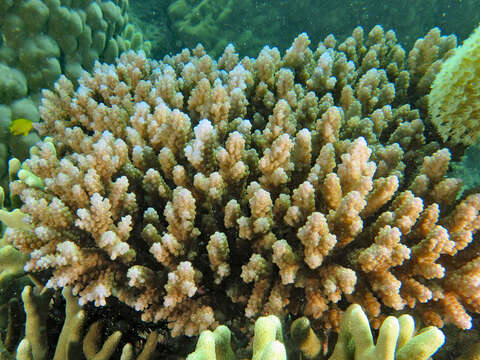 Image of Staghorn coral