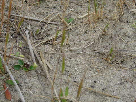 Image of dune fescue