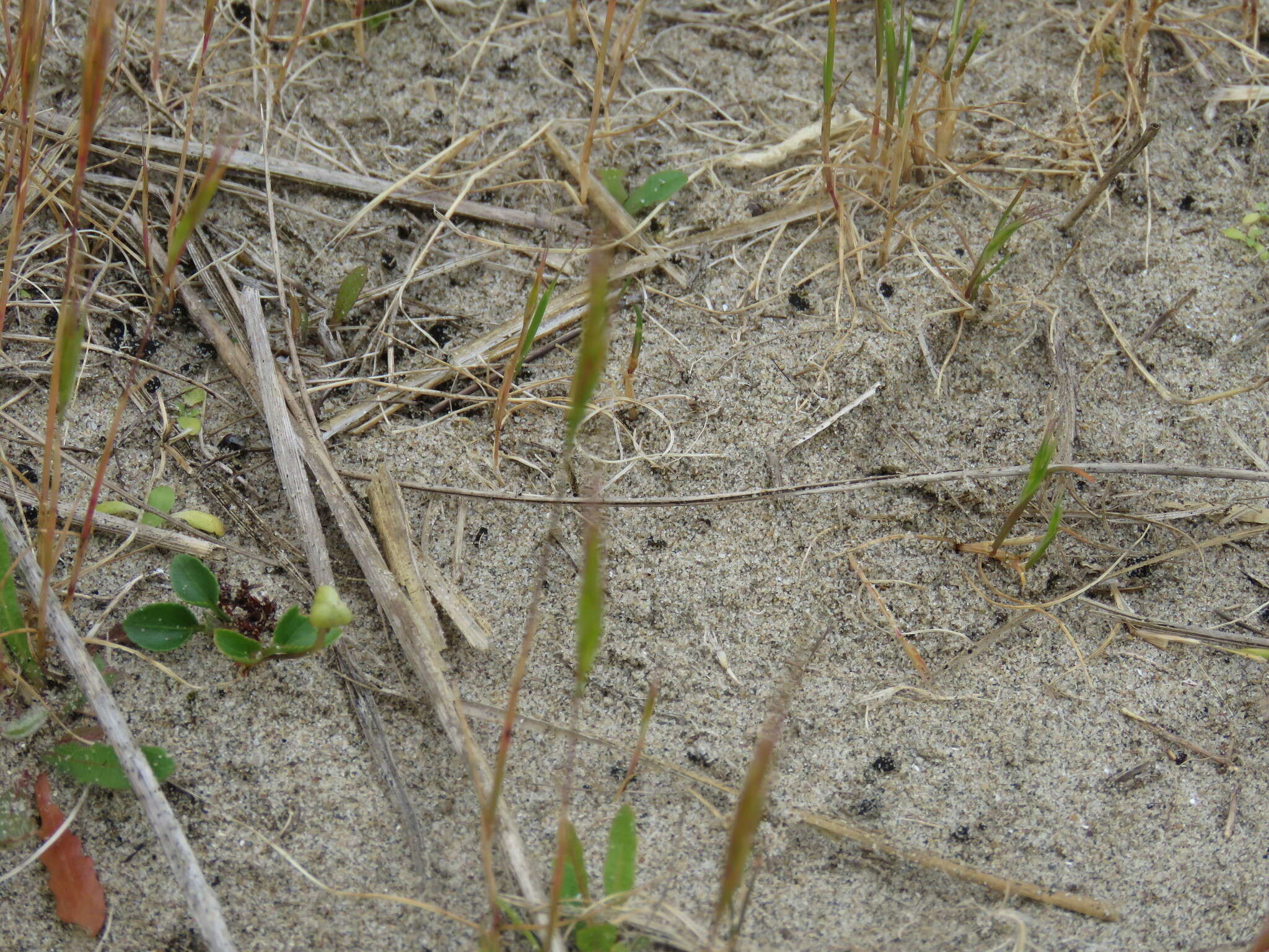 Plancia ëd Vulpia fasciculata (Forssk.) Samp.