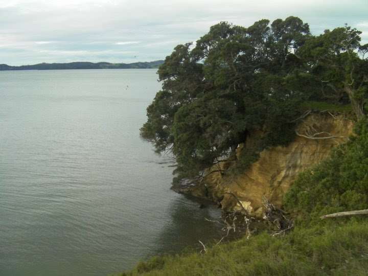 Image of Pohutukawa