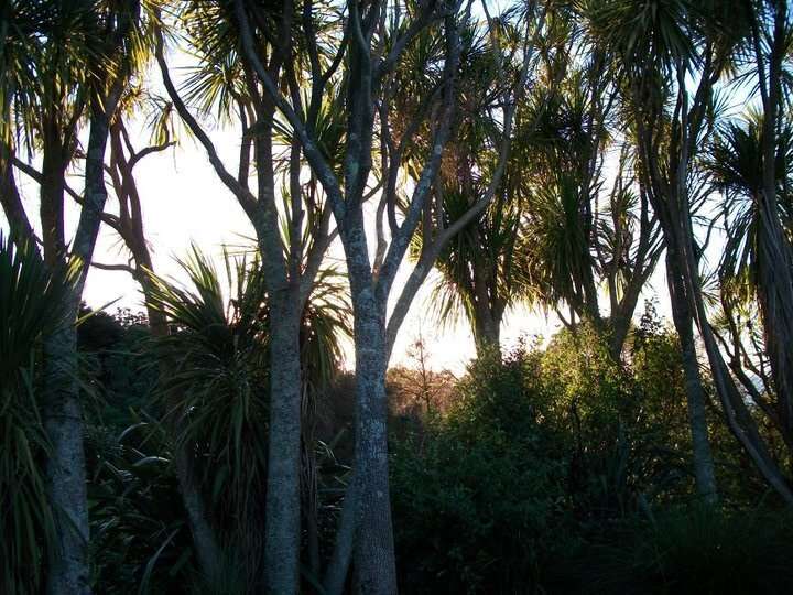 Image of cabbage tree