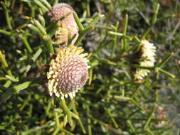 Image of nodding coneflower