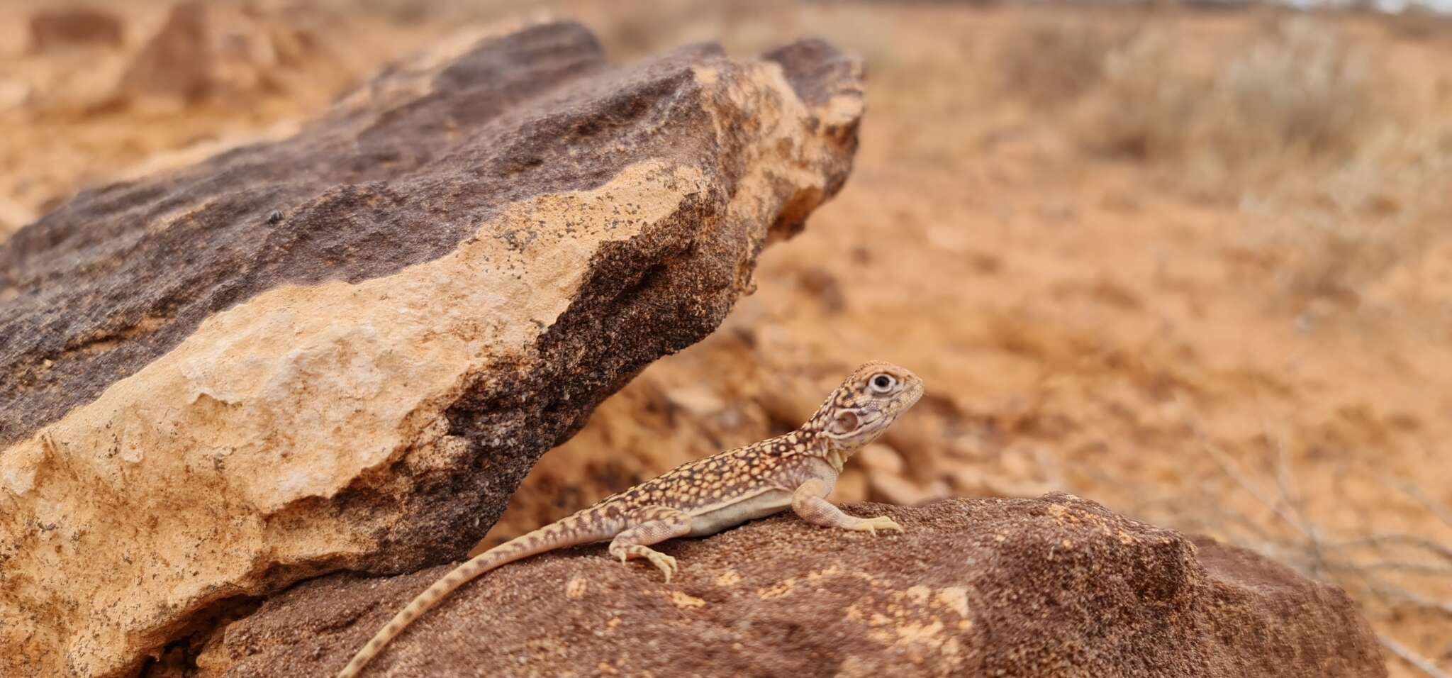 Image of Central Netted Dragon