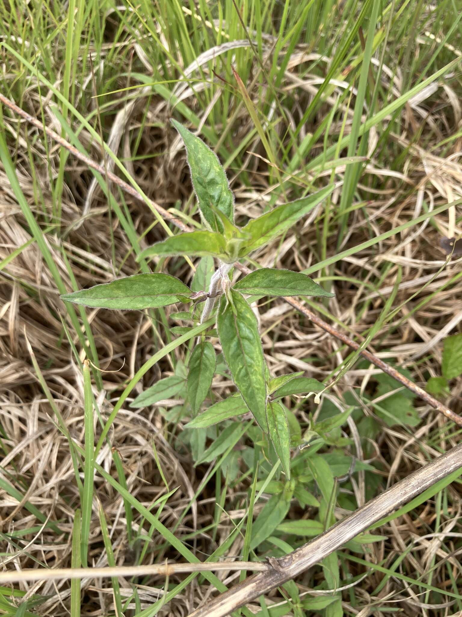 Image de Pycnanthemum loomisii Nutt.