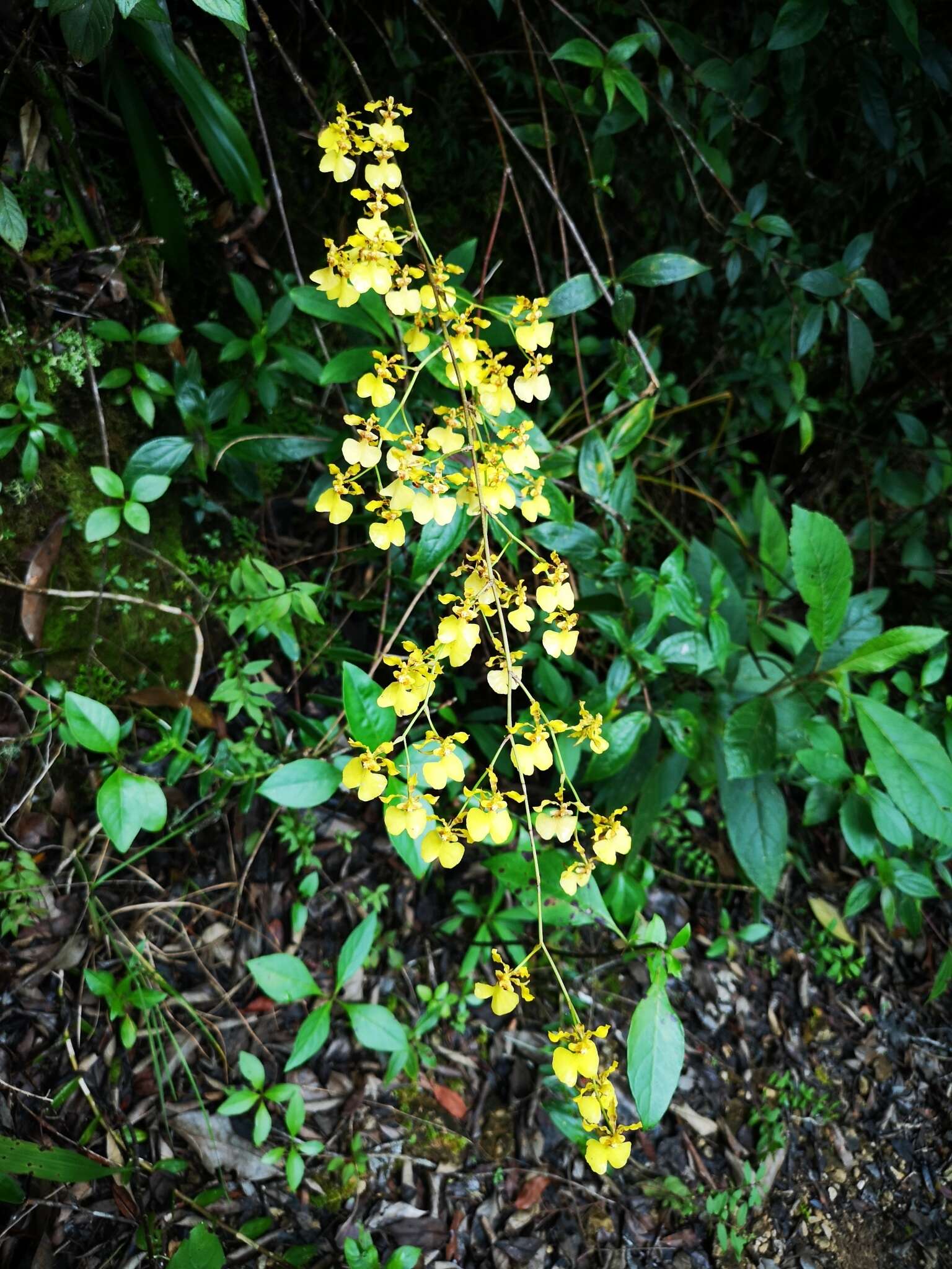 Image of Oncidium tenuipes Kraenzl.