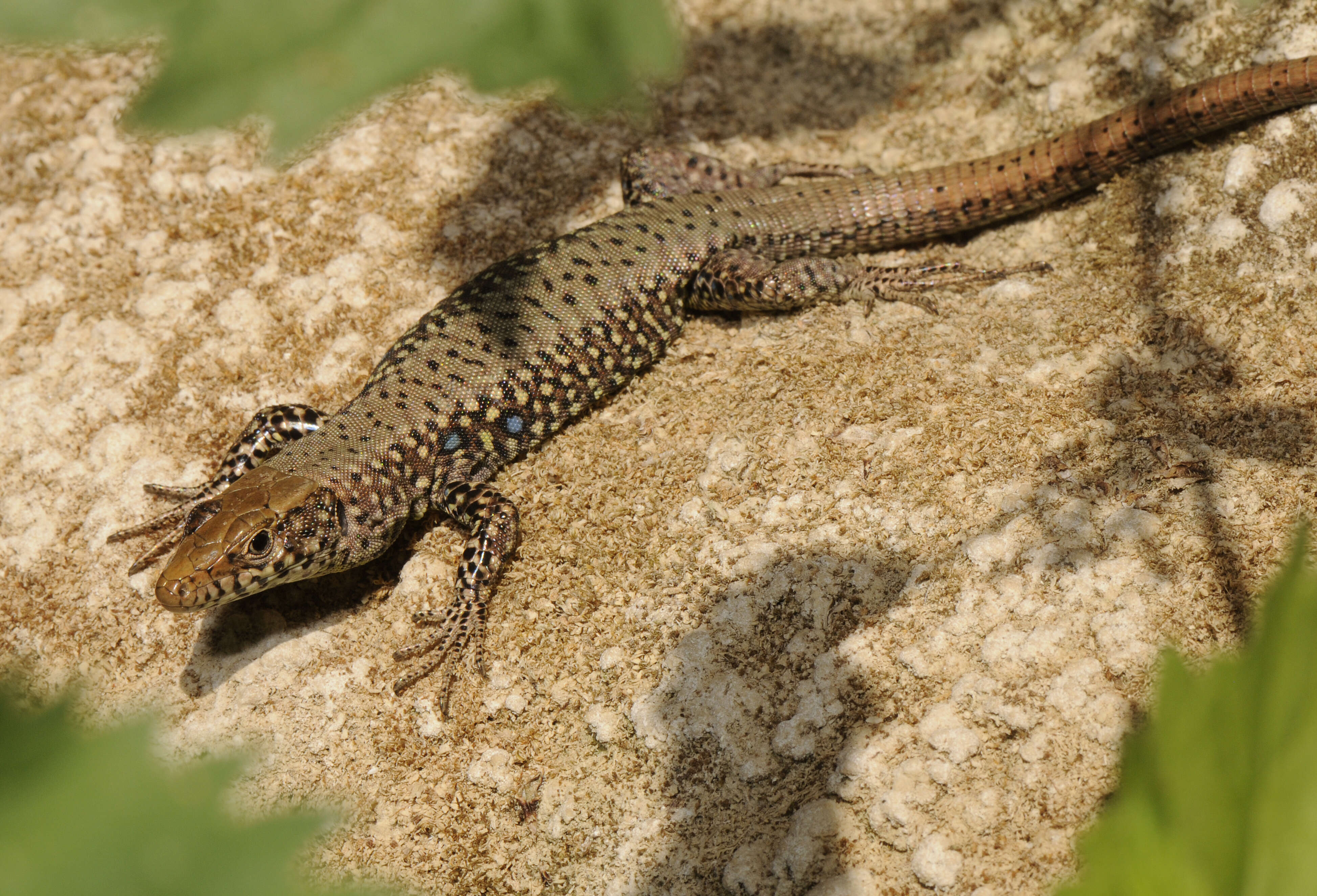 Image de Hellenolacerta graeca (Bedriaga 1886)