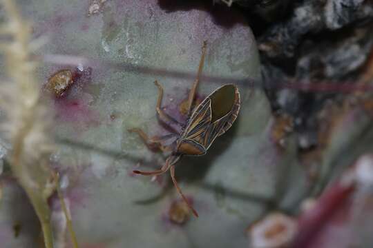 Image of Chelinidea canyona Hamlin 1923