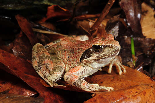 Image of Balkan Stream Frog