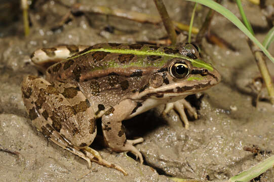 Image of Epirus Pool Frog