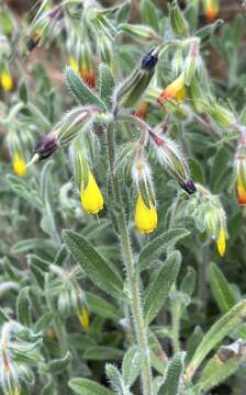 Image of Onosma frutescens Lam.