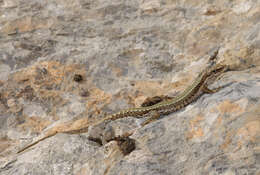 Image of Rock lizards