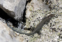Image of Sharp-snouted Rock Lizard