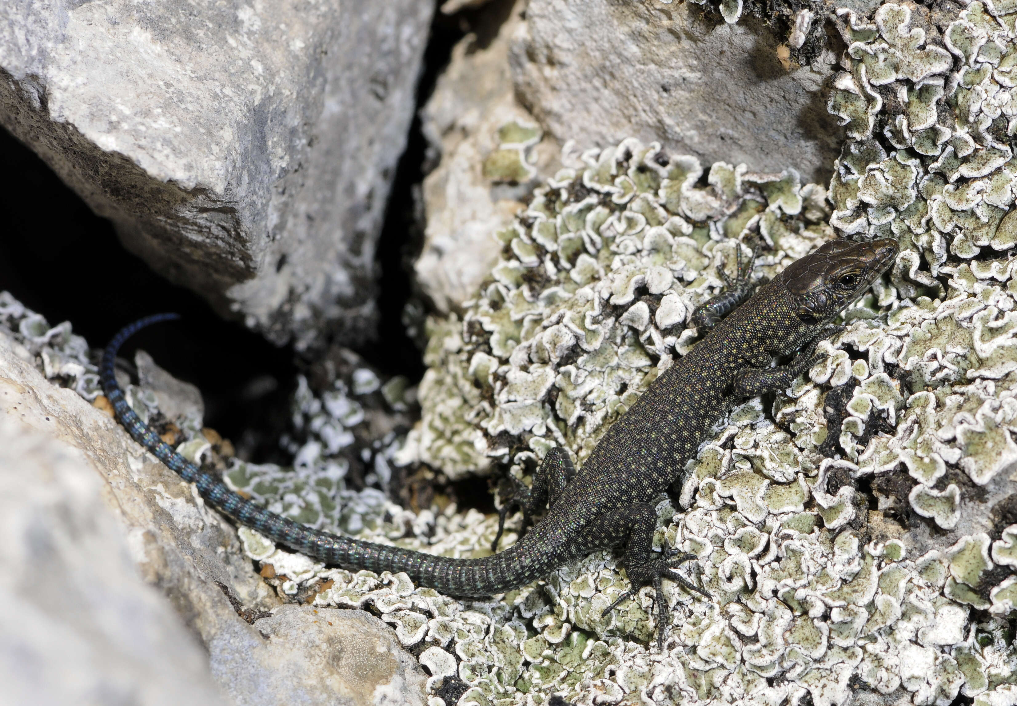 Dalmatolacerta oxycephala (Schlegel 1839) resmi