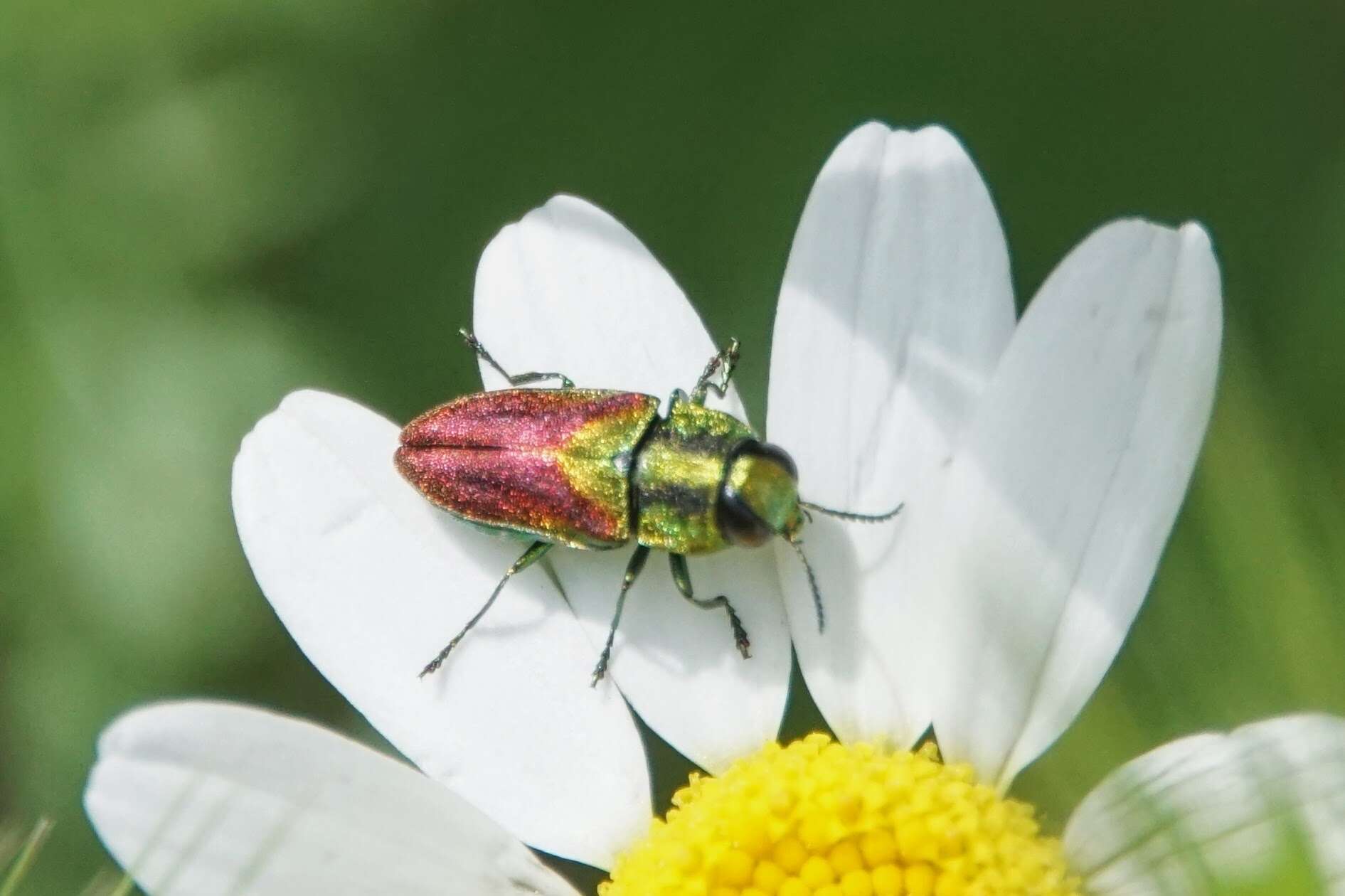 Image of Anthaxia passerinii (Pecchioli 1837)