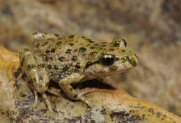 Image of Iberian Parsley Frog